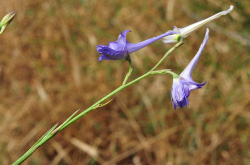 Delphinium peregrinum ??